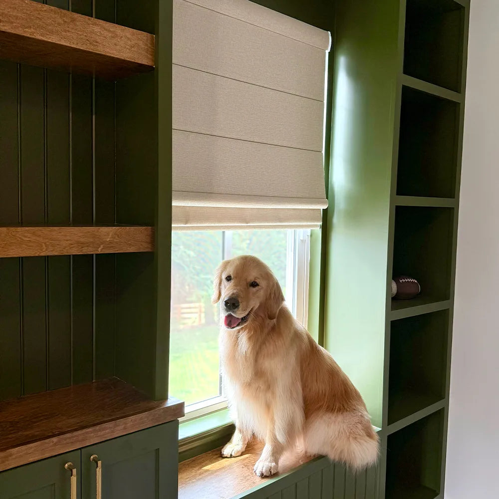 Dog sitting on a windowsill with green shelves and a window with roman shades in the background